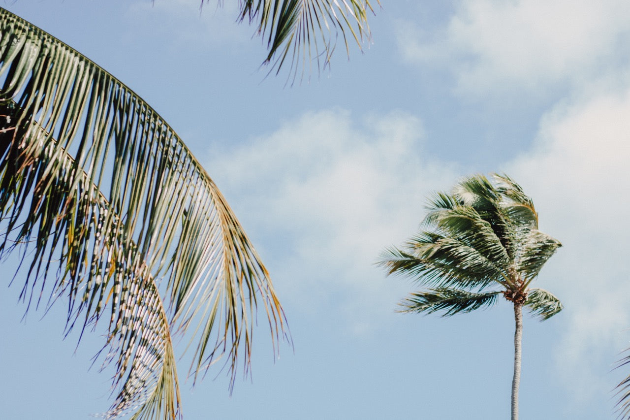 Fero Culture | Natural Deodorant | Coconut Craze