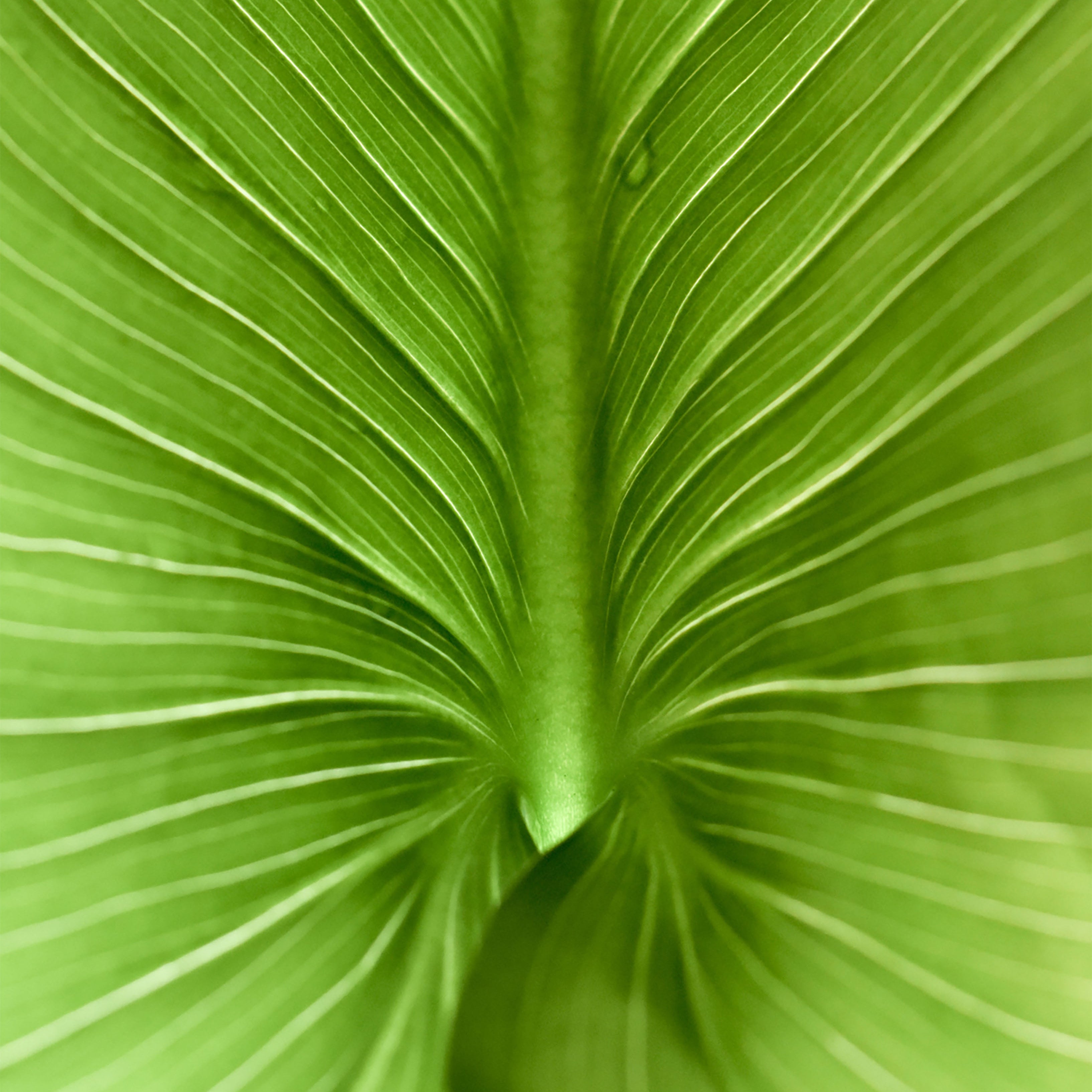 Fero Culture | Natural Deodorants are taking over