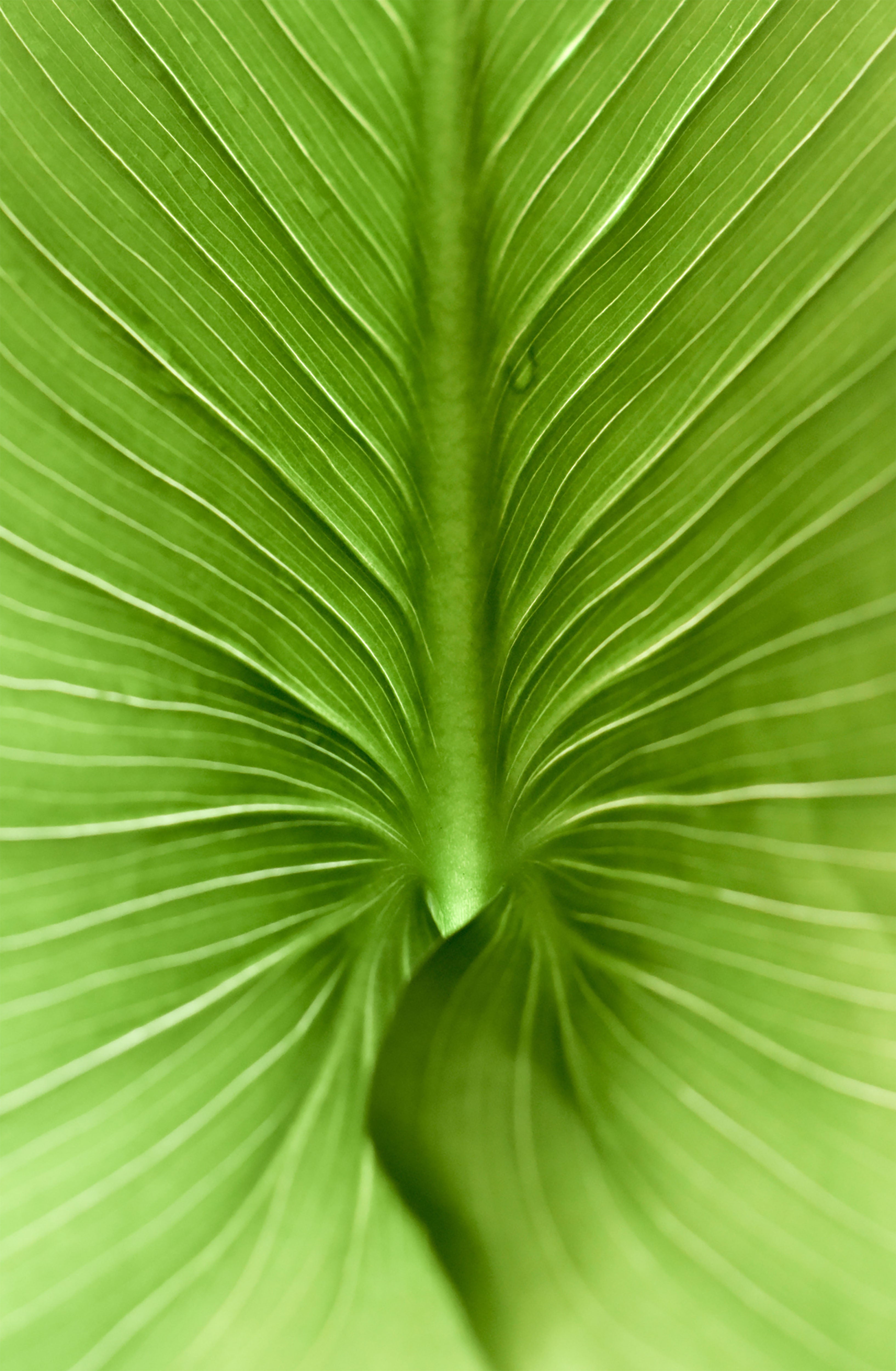 Fero Culture | Natural Deodorants are taking over